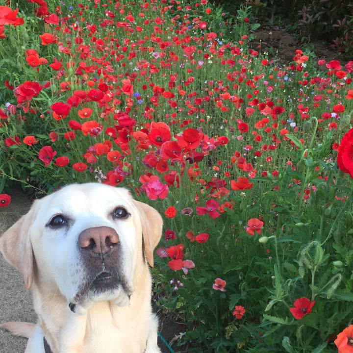 49907020 17cc 464c 8d87 3ec9b9f6a5bf 1525142038570