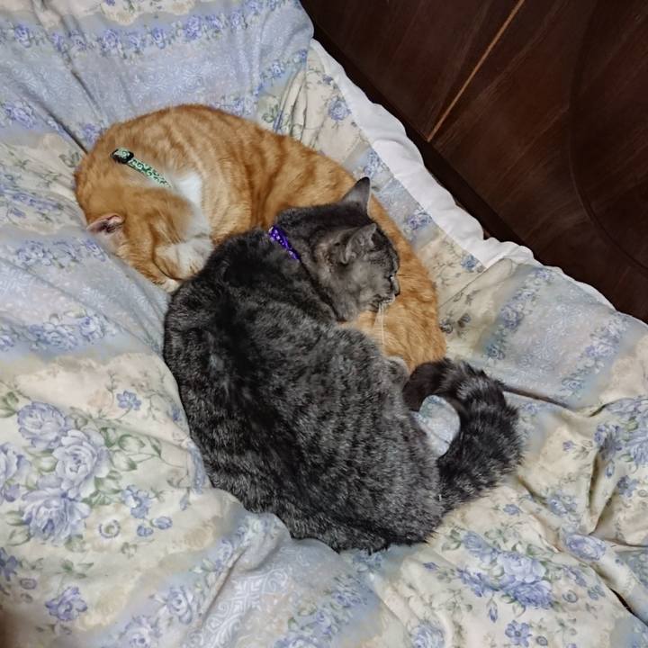 49914fe3 7383 4f4c b431 862086598e74 1583415920236