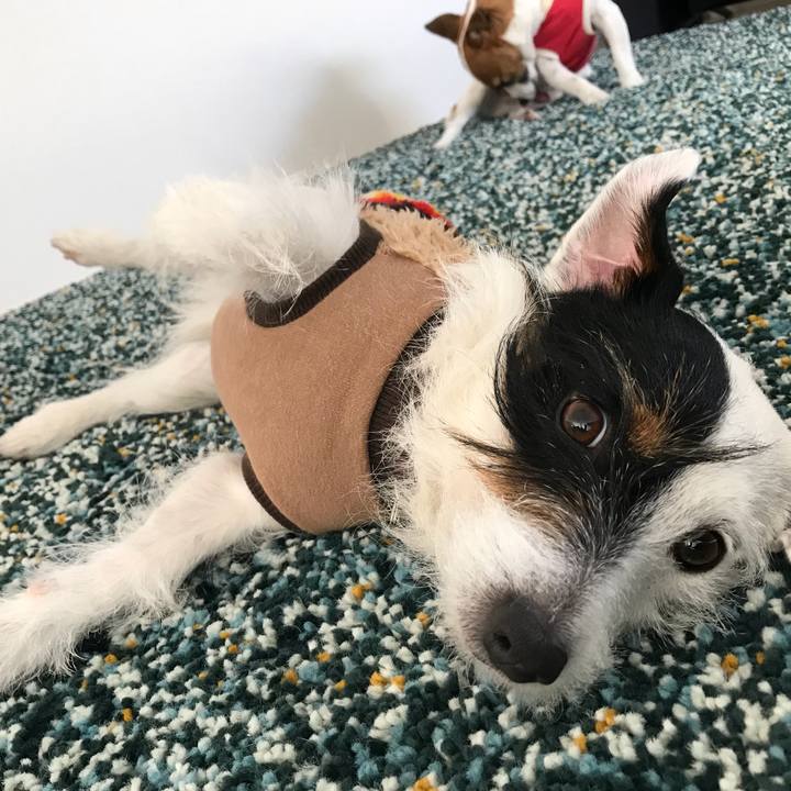 499c005d f8b4 46ef 9fc2 5417f55535dd 1517362232174