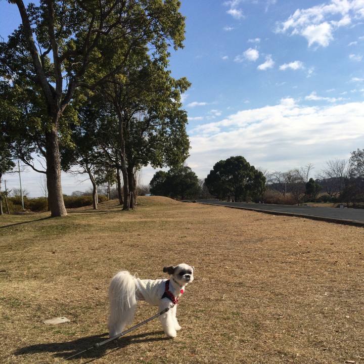 499c3a9c bb8e 45d4 8cf5 f212de0e0921 1513574121699