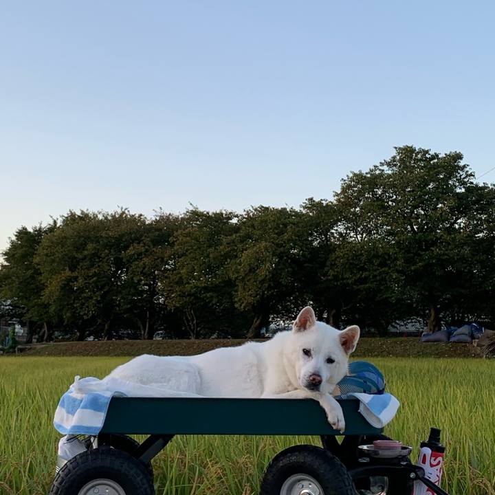 499de2f3 f44c 43f8 8295 db2a61dcafba 1570658137539