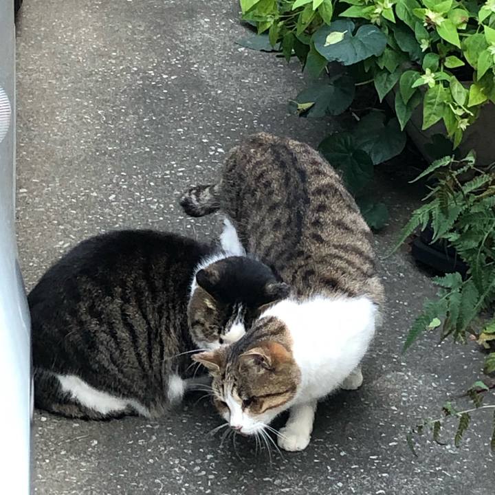 499f04a5 5001 4848 932b d7fb5ce0bffa 1544164344507