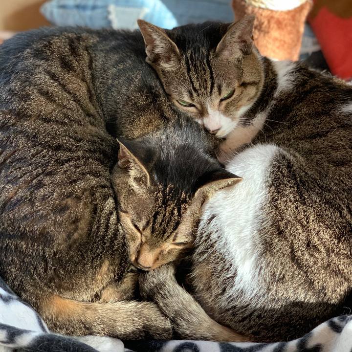 499f7a39 8c77 4a78 b5f2 0123d8263dd9 1574038223088