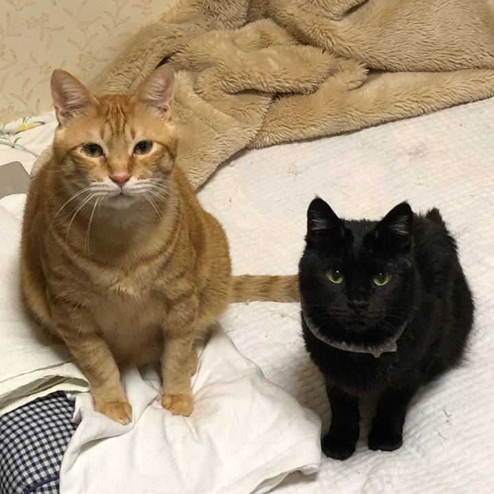 49a152ca 8c56 482f 8f14 865d1c591da4 1574251338080