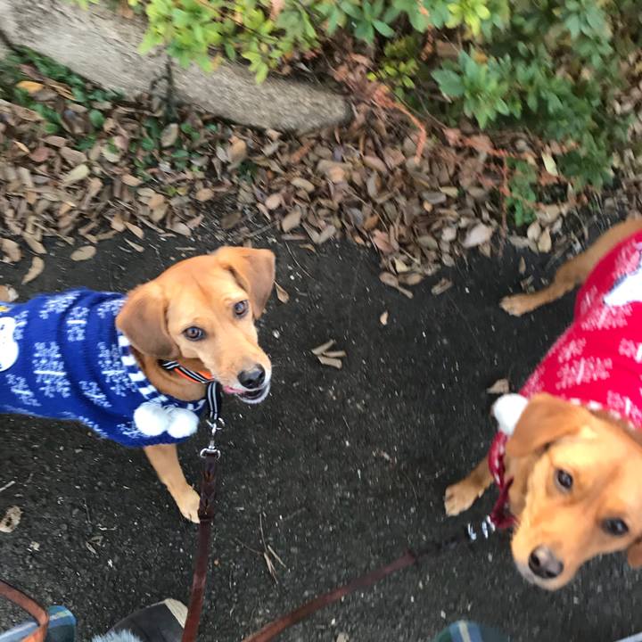 49a363e1 55e0 4bfc 952a debfff00f96e 1513814842970