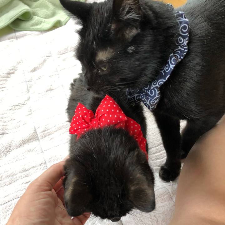 49a369c6 05c7 4f6a b8c3 da1f5e1469aa 1558474395398