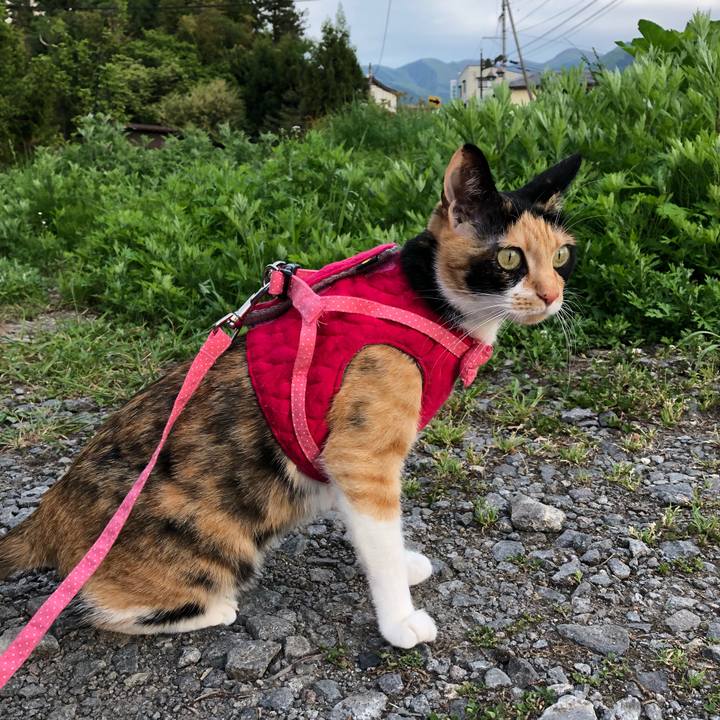 49a7cef7 3193 47cf 91c7 7d2b174be088 1526115967156