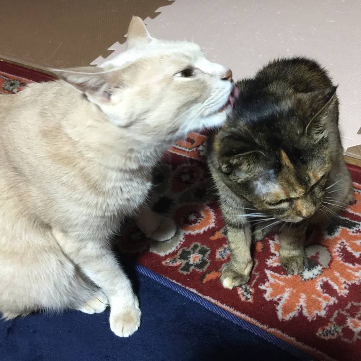 49a96465 8a49 470a 9523 fd21b717995a 1542543283911