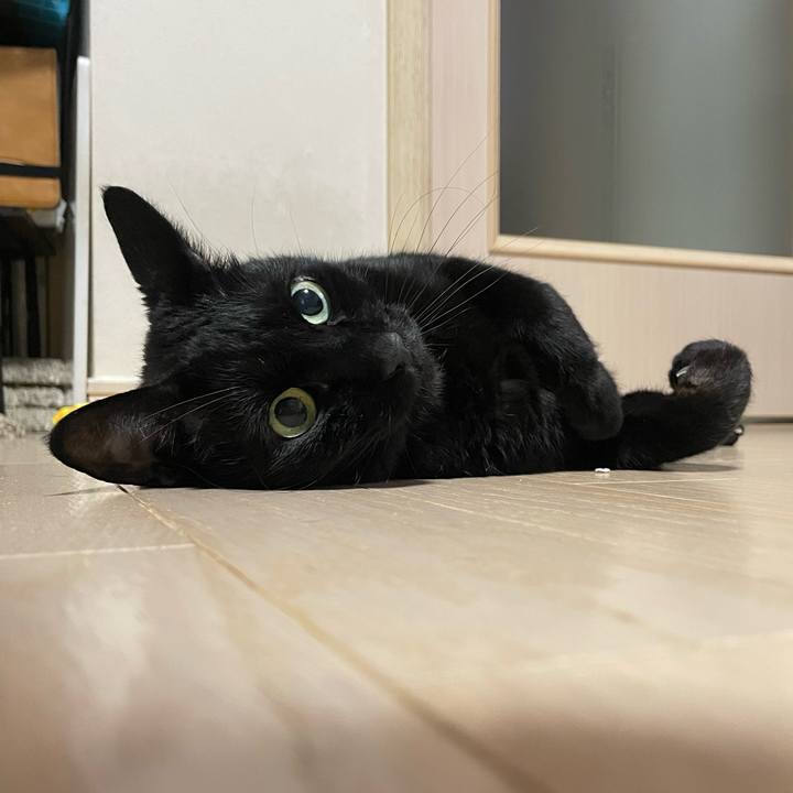 49a981cb ccab 4a5d a413 c1b04ea2ffe3 1747310708656