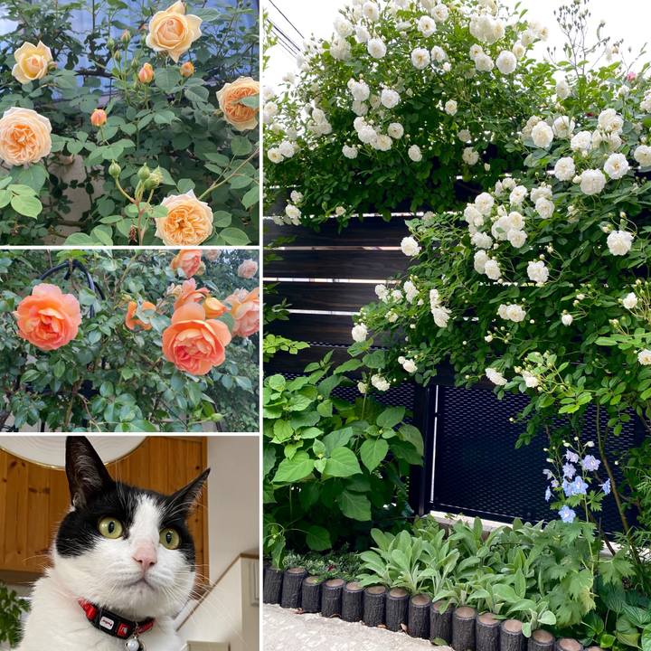 49a9d6c3 54e5 4fa7 8eb8 822a65fccf0d 1715955559227