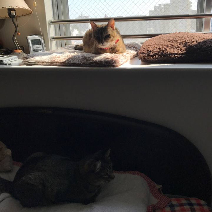 49ac7083 e941 4bad b8b2 0efb1826f215 1526131775199