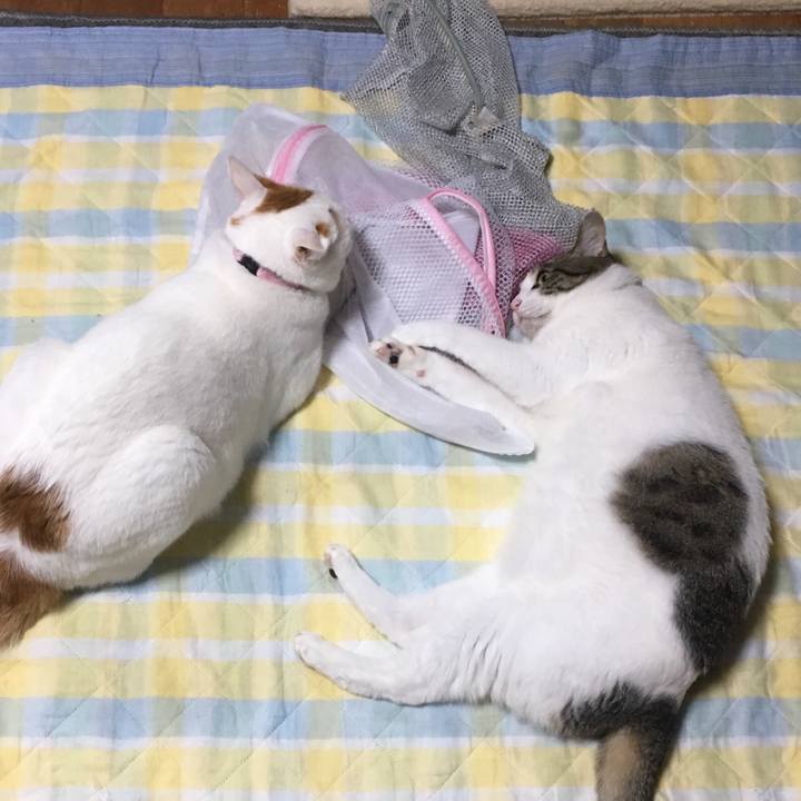 49ad3b0f 2977 4ea4 8ca0 15febb97cade 1537806101536