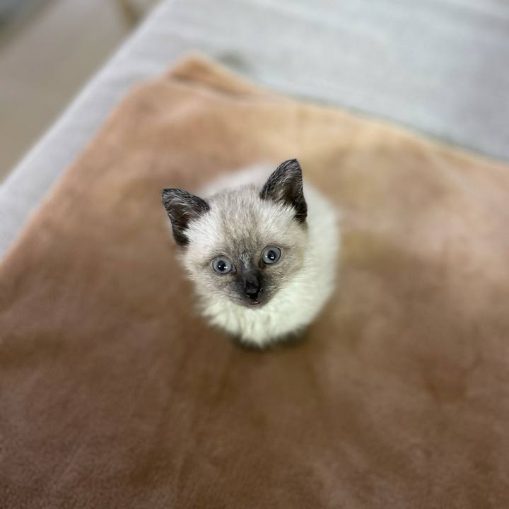 49afc819 4471 4dcb 8e73 313f55e482ee 1685830844192