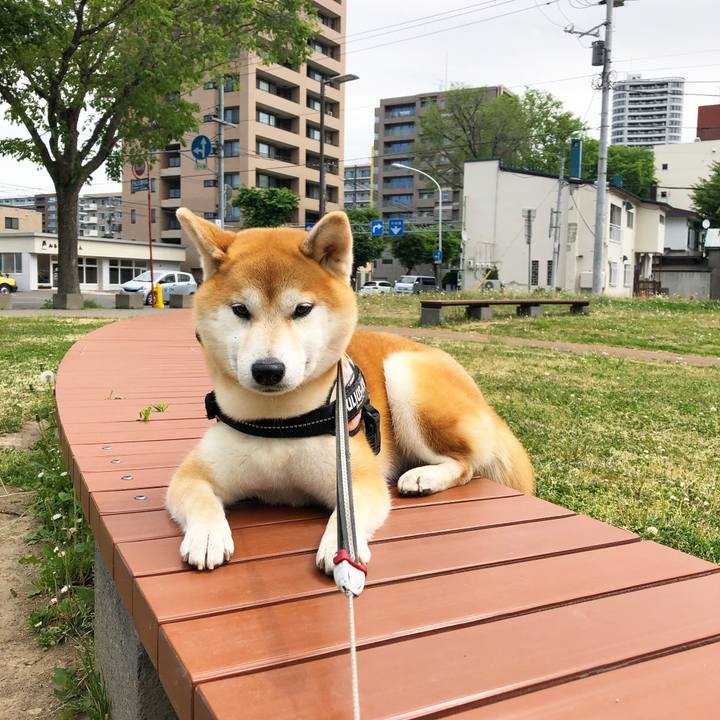 49b4253f 8eb2 4b62 80d3 378d4ea433de 1559096639669