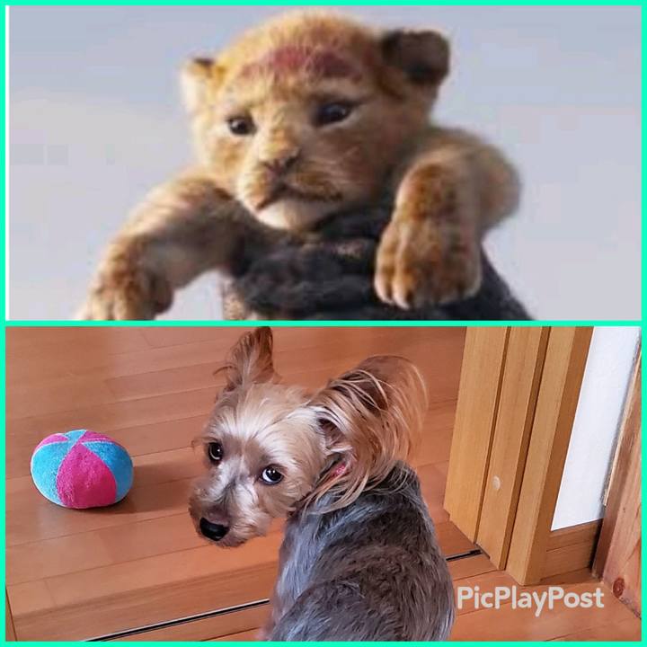 49b6cf87 8fdd 4ac0 84c5 9eb737852bf5 1565939267895