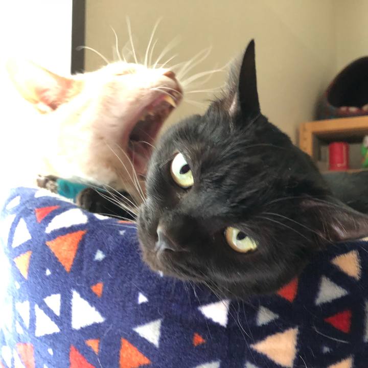 49b77fde 1f57 4c41 911f e6556fdc0128 1617834737224