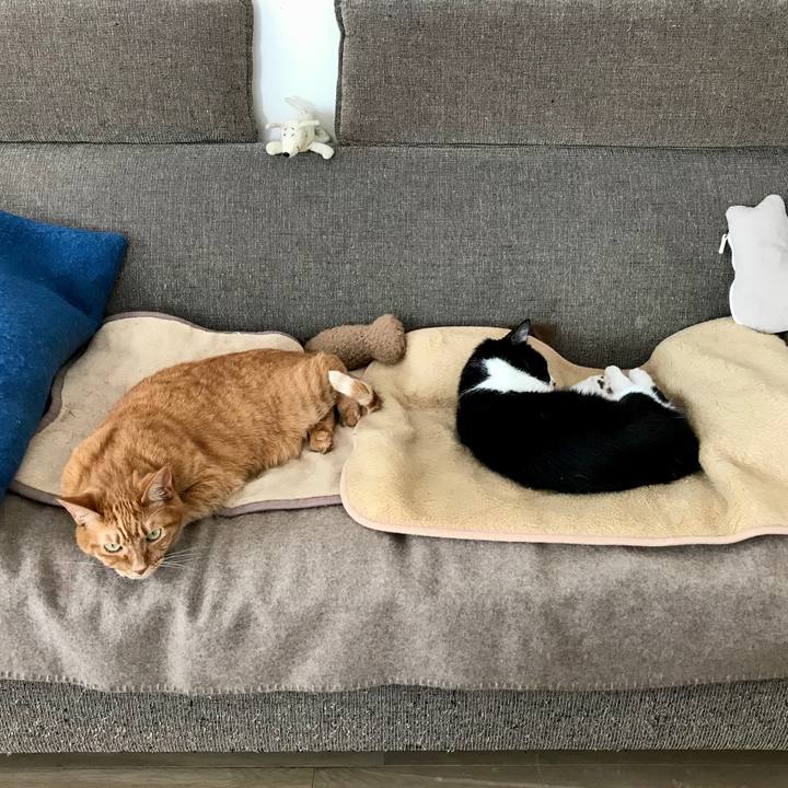 49c09a6c 58fd 4998 a049 684542ab9a6d 1575432510956