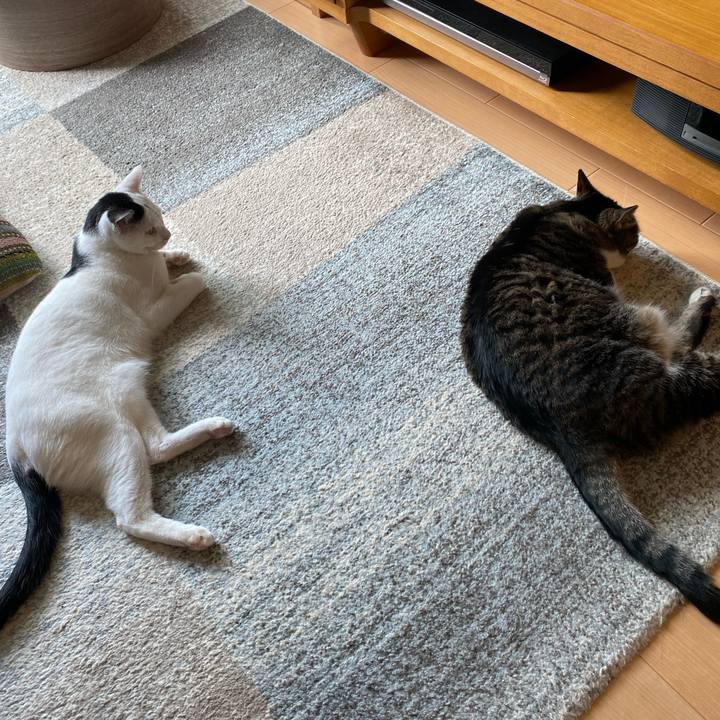 49c26d20 a434 420d 852b 777329388c04 1687562277222