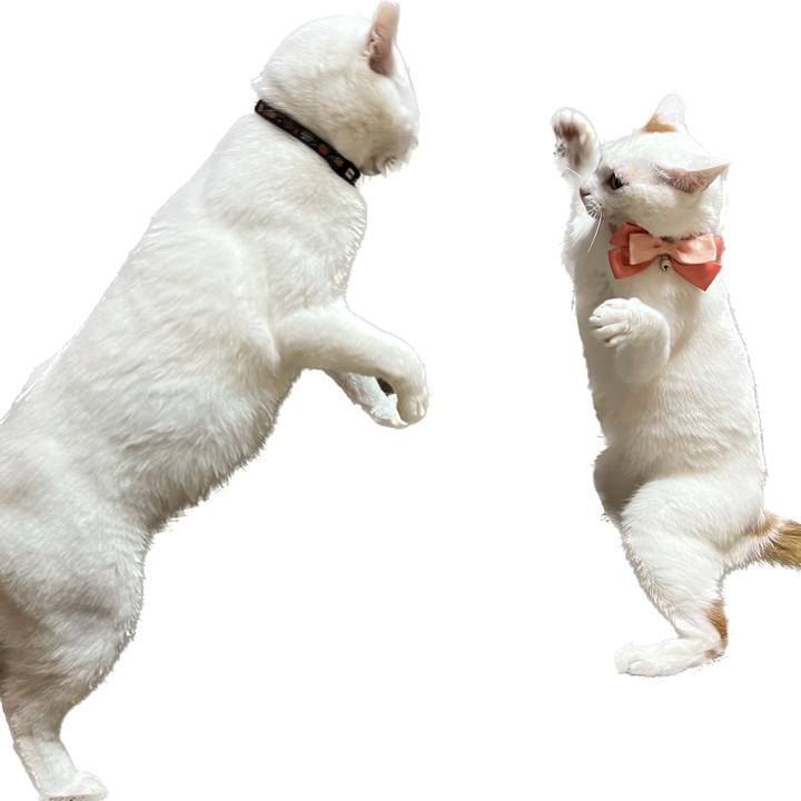49cf0125 4f98 43b0 8b39 d11f071068d8 1680231787408