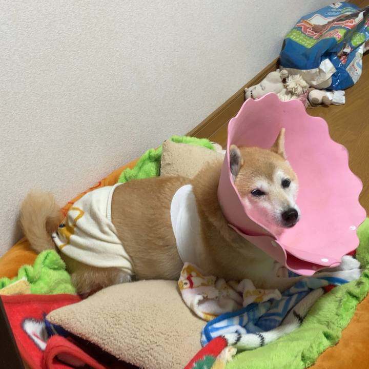 49d26a0e 8997 43c7 b5fd ffd3a57352fb 1637472335118