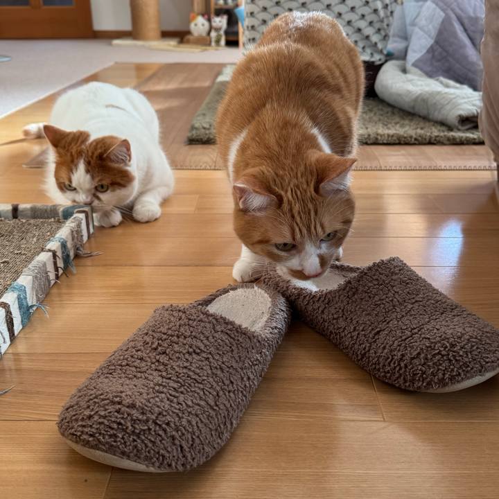 49d86c31 c097 43f9 8f4e 219faa84e3a4 1767667761361