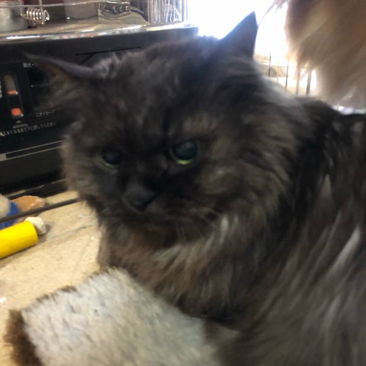 49da29c0 7cde 4802 81fa ed6f1a21ecc4 1546041440621