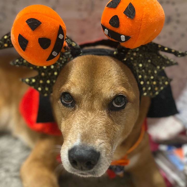 49dca601 d992 4018 a412 ba94ff0e283c 1760235407064