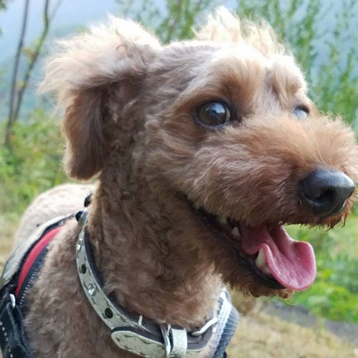 49dd1eec 8c44 4a6e 95f9 c81dd58e7cff 1533802633322