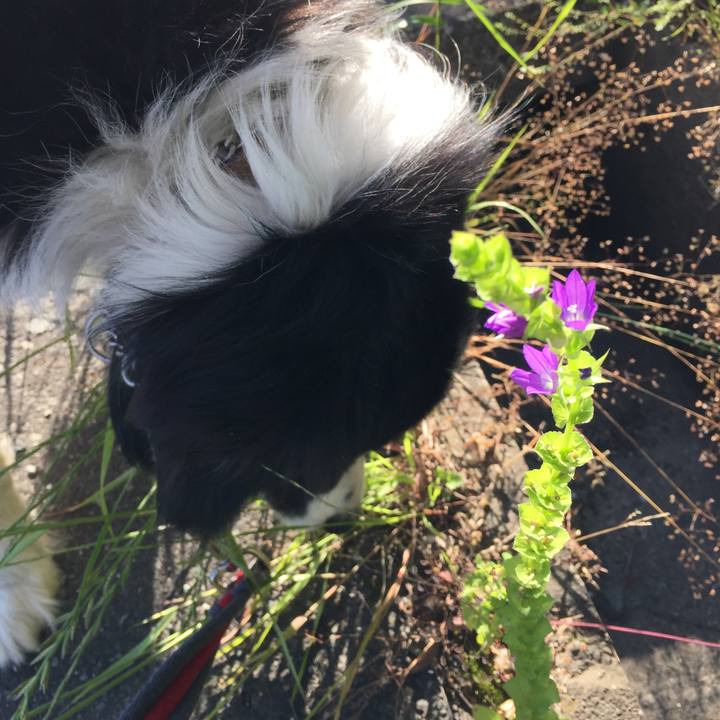 49e2e020 6b4e 47ee af7c 1125235f4949 1526770277903