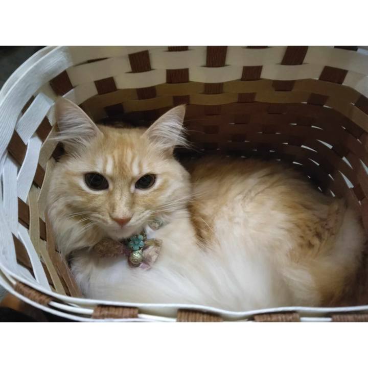 49e76bf9 cf94 484d 8880 46b2cbeb476d 1698062994712