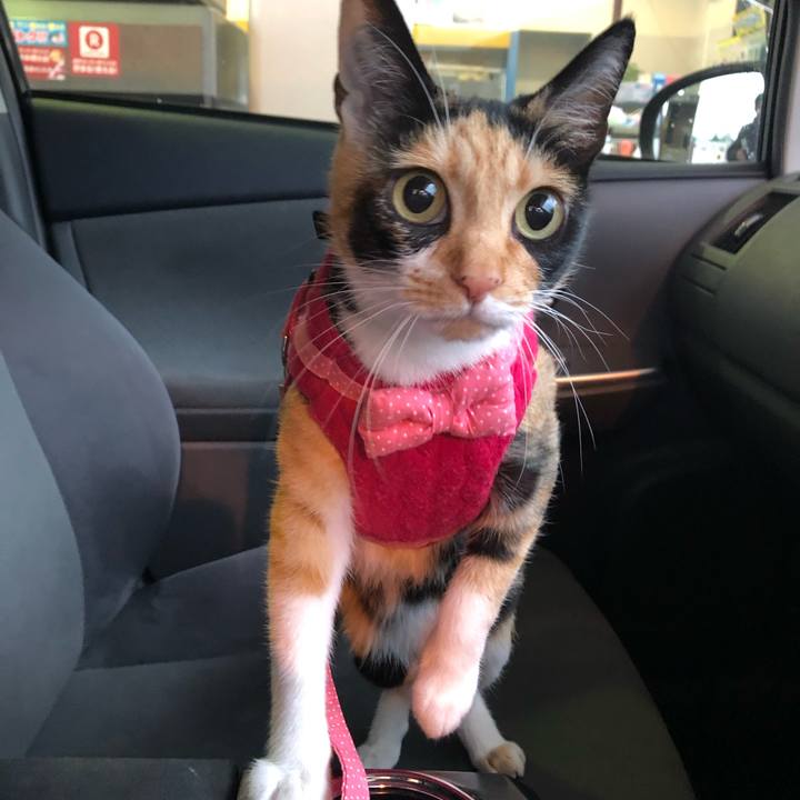 49e7acee 3a80 47ce a91c 3c7a7669896f 1559992341018