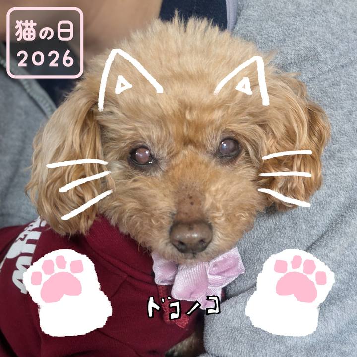 49e7cac1 8423 481e a201 6dcd6ea534c4 1771720960349