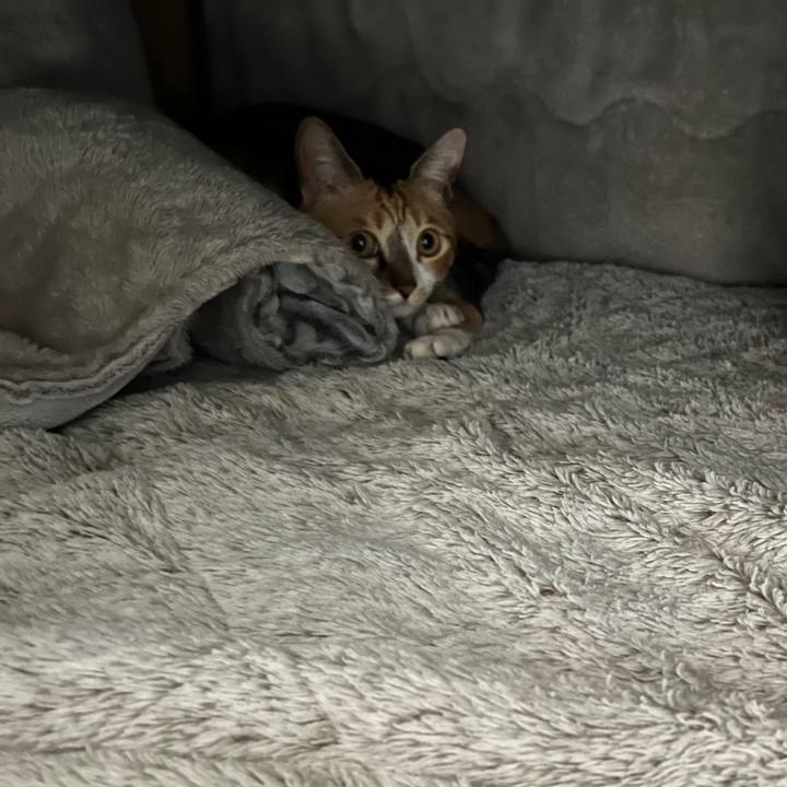 49e93539 1c93 4ee2 a392 9fda539e1171 1739312629927