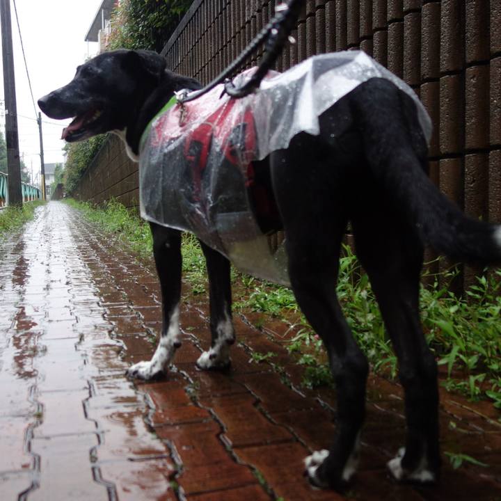 49ec6512 2c2b 4cef bff6 e717c6c3b92b 1625194412021