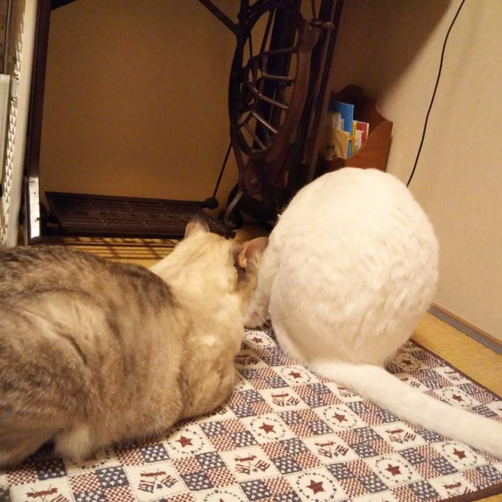 49ec7dd0 3ebc 4d44 ab89 2c4202a02606 1539442553970