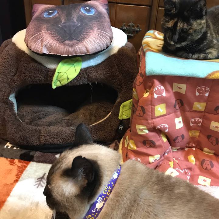 49ece1dc 44a6 4e06 8e4a 073019464c2a 1544967180781