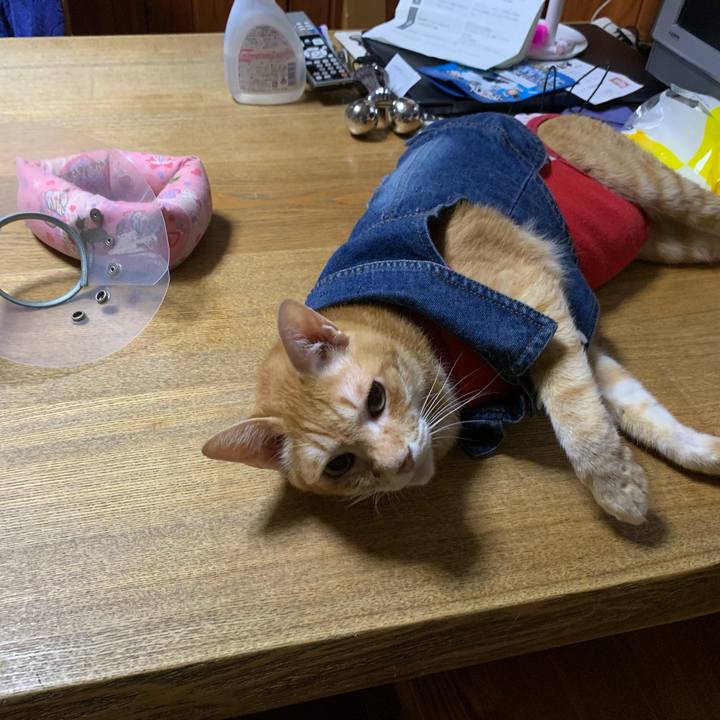 49f077c8 c313 4ac8 90d4 be6a8de29cf4 1623241050288