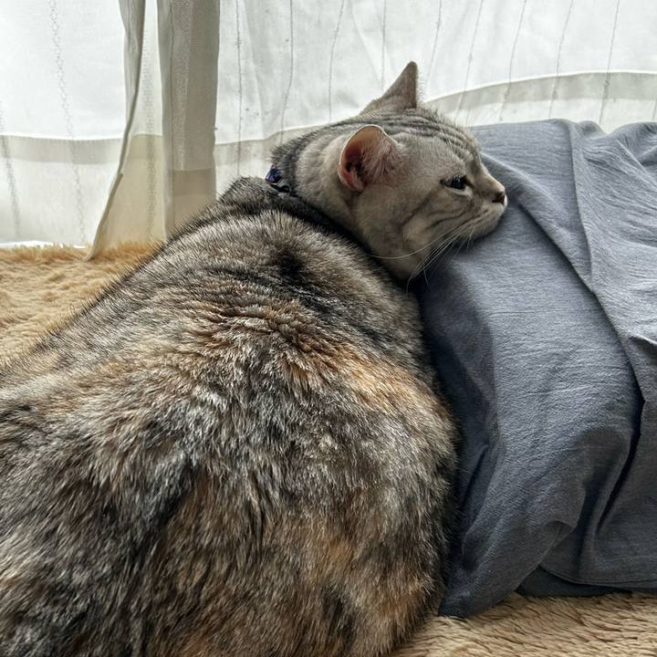 49f3a533 6805 4a03 8bba 880488dac2d2 1762826014957