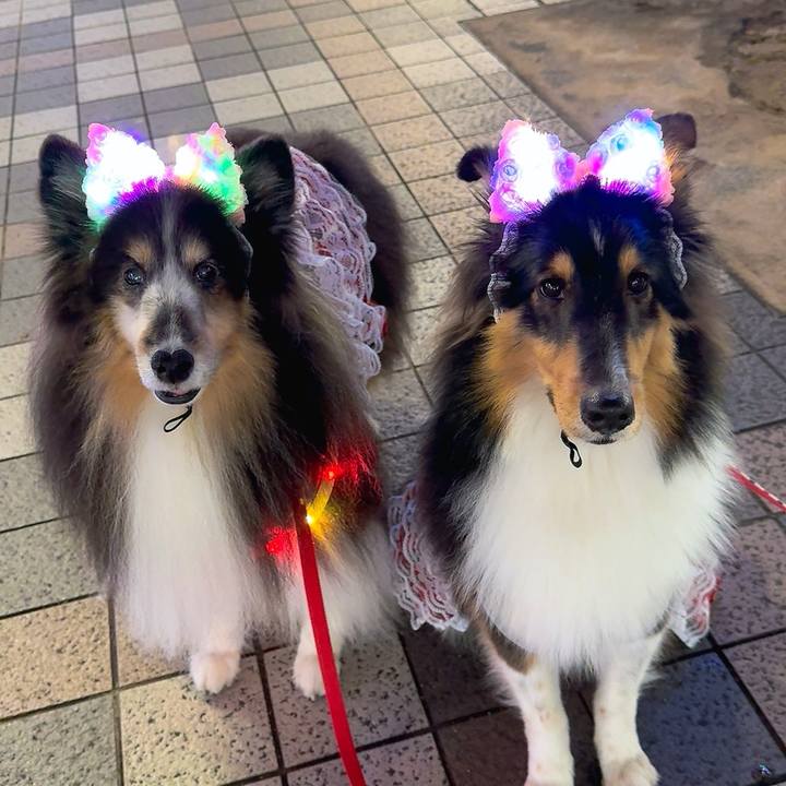 49f60930 bd5b 439c 9ee2 c71289f9da69 1765817824428