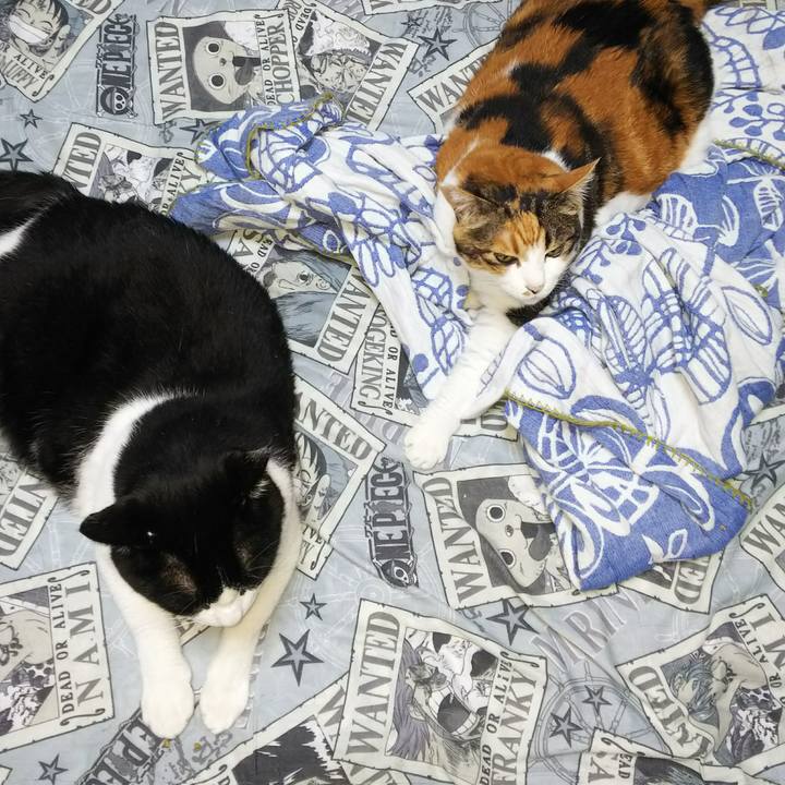 49f9dce4 d24c 4d54 9b03 18d8bcf8b425 1533764746864