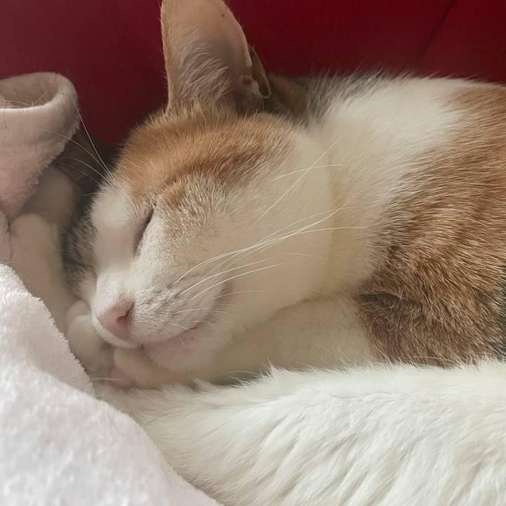 49fb15bf ccb2 460d bb9c 78c1dd3c534f 1616706559891