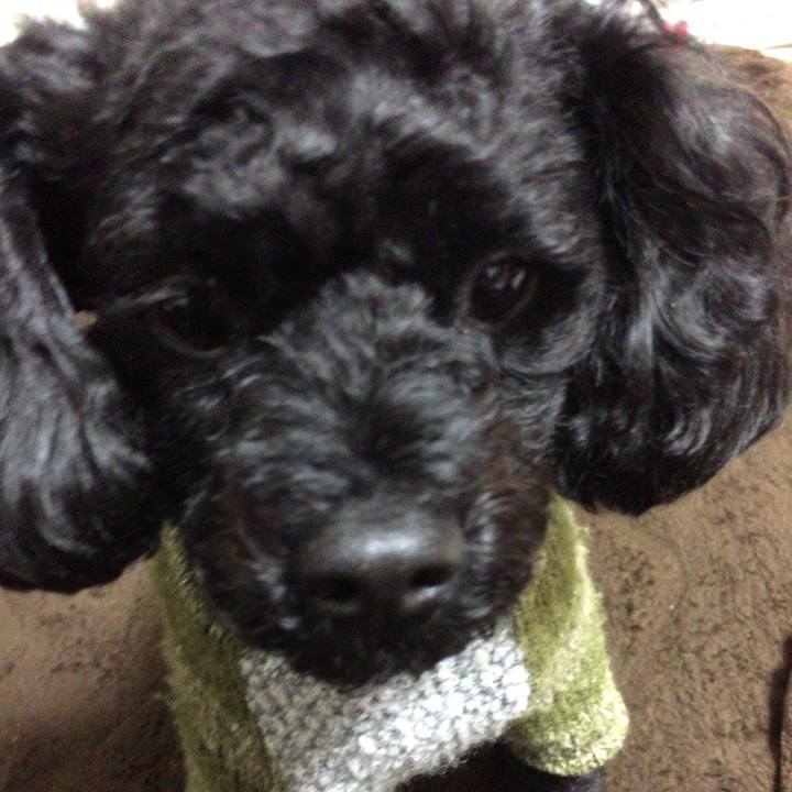 4a0019ab db5f 421b 9453 276af41593a8 1513746156663