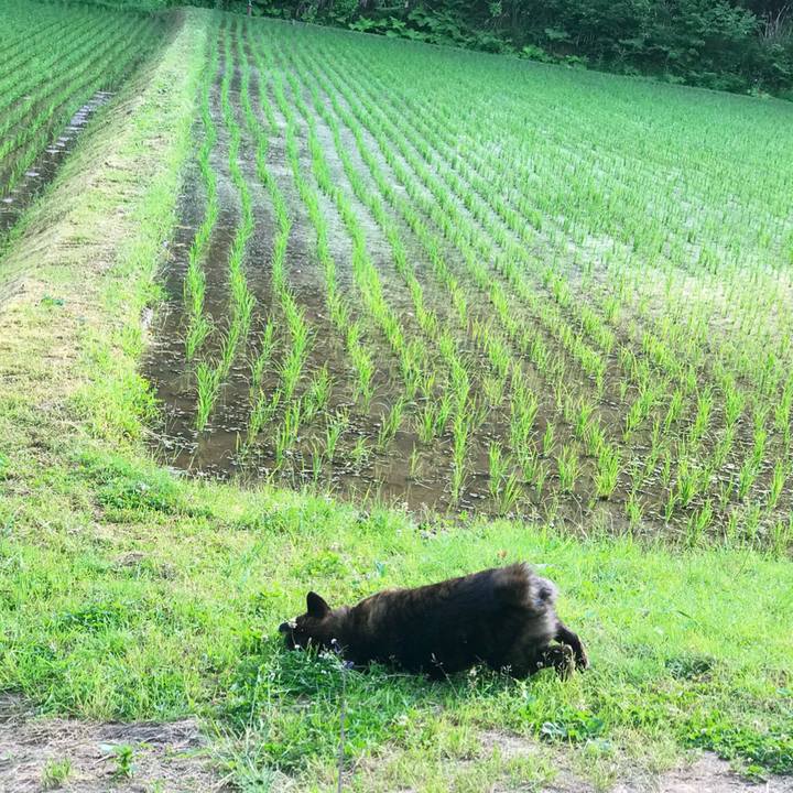 4a016ce3 9c7c 4a24 bdab daea9c374cb8 1528152636824