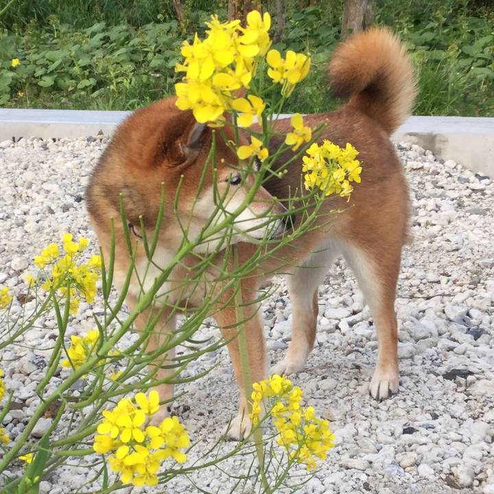 4a01a55a ebaf 43f2 aa9c 0af10fc1d88d 1585911611385