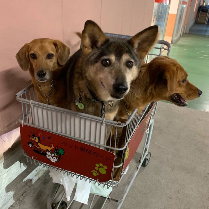 4a02247d a54d 41e1 976a 8a87dc7a3da6 1570272146030