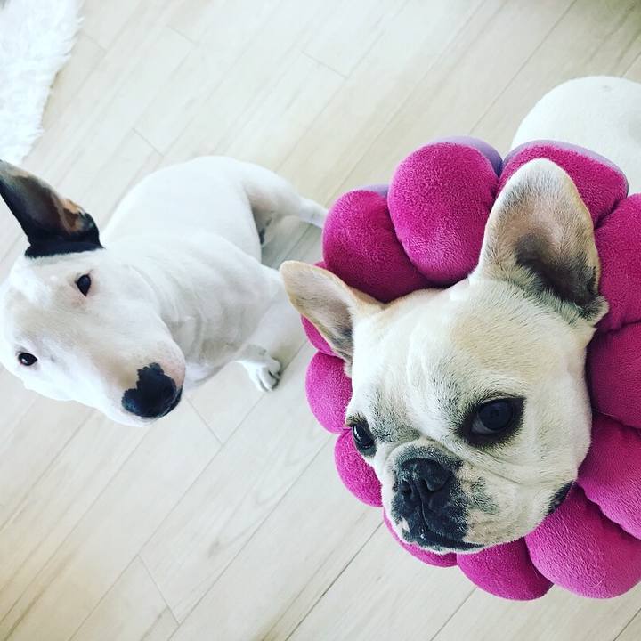 4a02bf5f 3505 42a7 98f7 778763ae571e 1513489411331