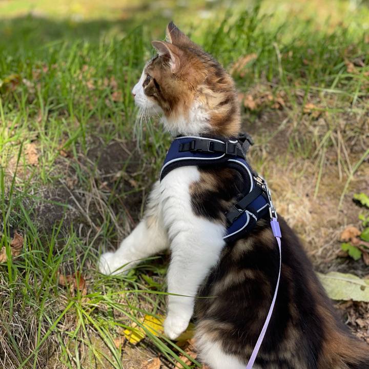 4a02e341 fd8a 4eef 8e5c d2d795c43002 1635056850559