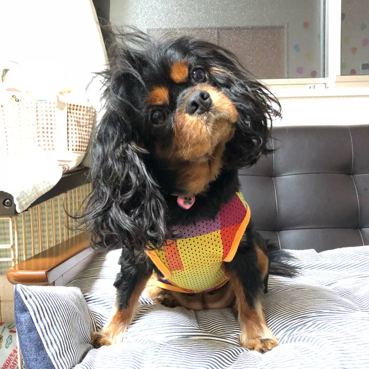 4a0331b5 e2fd 4bef 977d c097e98e58b8 1540388579934