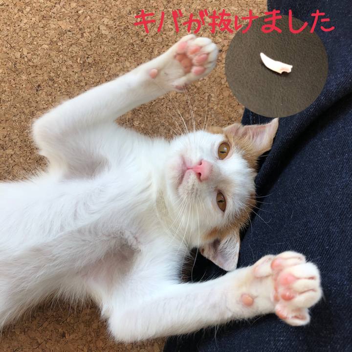 4a05000f 0ccc 4127 a172 d7b65eb6beea 1540707983817