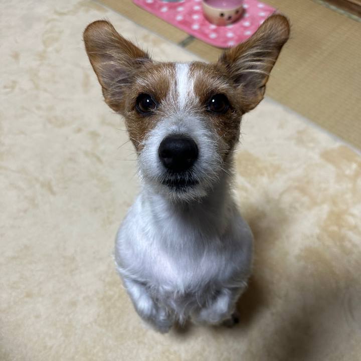 4a065b3f 0276 4e8b bcf4 3a8a19cb5d10 1763506514518